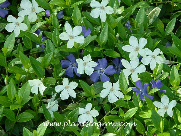 The white and blue flowering Vinca minor in the same space.